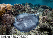 A whitetail stingray, Himantura granulata, lays on the shallow seafloor. Стоковое фото, фотограф Ethan Daniels/Stocktrek Images / ТАСС / Фотобанк Лори