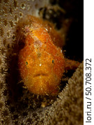 Orange Striated Frogfish (Antennarius striatus) inside hard coral, Lembeh Strait, Indonesia (2024 год). Стоковое фото, фотограф Mathieu Meur/Stocktrek Images / ТАСС / Фотобанк Лори