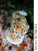 Leopard chromodoris nudibranch (Chromodoris leopardus), Lembeh Strait, Indonesia. Стоковое фото, фотограф Mathieu Meur/Stocktrek Images / ТАСС / Фотобанк Лори