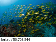 School of common bluestripe snapper (Lutjanus kasmira) over the Great Barrier Reef Mathieu Meur/Stocktrek Images. Стоковое фото, агентство ТАСС / Фотобанк Лори