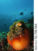 Pair of pink skunk clownfish (Amphiprion perideraion) in a bright orange anemone, North Sulawesi, Indonesia. Стоковое фото, фотограф Mathieu Meur/Stocktrek Images / ТАСС / Фотобанк Лори