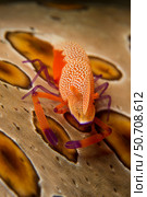 Emperor shrimp (Periclimenes imperator), crawling over a spotted sea cucumber (Bohadschia argus) Стоковое фото, фотограф Mathieu Meur/Stocktrek Images / ТАСС / Фотобанк Лори