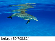 An Atlantic bottlenose dolphin, Tursiops truncatus, in the Bahama Banks. Стоковое фото, фотограф David Fleetham/Stocktrek Images / ТАСС / Фотобанк Лори