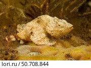 A juvenile devil scorpionfish, Scorpaenopsis diabolus, resting on coral polyps, Philippines. Стоковое фото, фотограф David Fleetham/Stocktrek Images / ТАСС / Фотобанк Лори