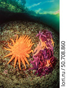 A sunflower sea star, Pycnopodia helianthoides, and a mass of ochre sea stars, Pisaster ochraceus, Canada. Стоковое фото, фотограф David Fleetham/Stocktrek Images / ТАСС / Фотобанк Лори