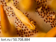 Sea star shimp, Periclimenes soror, on a crown-of-thorns starfish, Acanthaster planci, Yap, Micronesia. Стоковое фото, фотограф David Fleetham/Stocktrek Images / ТАСС / Фотобанк Лори