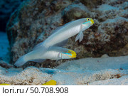 A male and female pair of bluestreak gobies, Valenciennea strigata, Yap, Micronesia. Стоковое фото, фотограф David Fleetham/Stocktrek Images / ТАСС / Фотобанк Лори