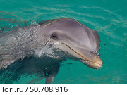 Atlantic bottlenose dolphin, Tursiops truncatus, Curacao. Стоковое фото, фотограф David Fleetham/Stocktrek Images / ТАСС / Фотобанк Лори