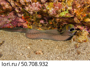 A free swimming undulated moray eel, Gymnothorax meleagris, during the day in Hawaii. Стоковое фото, фотограф David Fleetham/Stocktrek Images / ТАСС / Фотобанк Лори