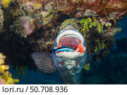 A bluestreak cleaner wrasse searching the mouth of a clown sweetlips for parasites, Yap, Micronesia. Стоковое фото, фотограф David Fleetham/Stocktrek Images / ТАСС / Фотобанк Лори