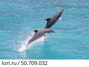 Atlantic bottlenose dolphin, Tursiops truncatus, leaps from the ocean off Curacao. Стоковое фото, фотограф David Fleetham/Stocktrek Images / ТАСС / Фотобанк Лори