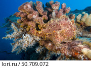 A Commerson's frogfish, Antennarius commerson, perfectly camouflaged with its surroundings, Hawaii. Стоковое фото, фотограф David Fleetham/Stocktrek Images / ТАСС / Фотобанк Лори