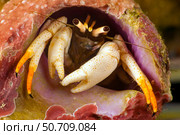 A flame tip hermit crab, Calcinus minutus, found in branching hard coral, Yap, Micronesia. Стоковое фото, фотограф David Fleetham/Stocktrek Images / ТАСС / Фотобанк Лори