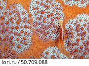 A commensal shrimp, Periclimenes soror, on the surface of a cushion starfish, Culcita novaeguineae. Стоковое фото, фотограф David Fleetham/Stocktrek Images / ТАСС / Фотобанк Лори