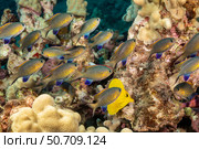 A group of blackfin chromis, Chromis vanderbilti, feeding above a reef in Hawaii. Стоковое фото, фотограф David Fleetham/Stocktrek Images / ТАСС / Фотобанк Лори