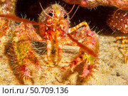 The shell of this Hawaiian reef lobster, Enoplometopus occidentalis, is covered in algae and parasitic barnacles. Стоковое фото, фотограф David Fleetham/Stocktrek Images / ТАСС / Фотобанк Лори