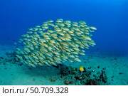 A school of bluestripe snapper (Lutjanus kasmira) in Hawaiian waters. Стоковое фото, фотограф David Fleetham/Stocktrek Images / ТАСС / Фотобанк Лори