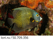 The French angelfish, Pomacanthus paru, Caribbean, Bonaire. Стоковое фото, фотограф David Fleetham/Stocktrek Images / ТАСС / Фотобанк Лори