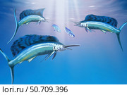 Three sailfish hunt for their prey. Стоковое фото, фотограф Corey Ford/Stocktrek Images / ТАСС / Фотобанк Лори