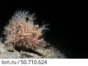 A hairy frogfish sits on the substrate, Anilao, Philippines. Стоковое фото, фотограф Brook Peterson/Stocktrek Images / ТАСС / Фотобанк Лори