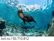 A sea lion, Zalophus Californianus, in the sea of Cortez. Стоковое фото, фотограф Brook Peterson/Stocktrek Images / ТАСС / Фотобанк Лори