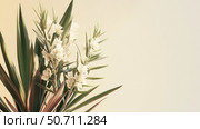 style yucca plant. Стоковое фото, фотограф Vectorwin / Фотобанк Лори