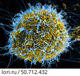 Colorized scanning electron micrograph of filamentous Ebola virus particles. Стоковое фото, фотограф National Institutes of Health /Stocktrek/Stocktrek Images / ТАСС / Фотобанк Лори