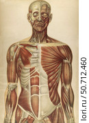 The human body with superimposed colored plates by Julien Bougle. Стоковое фото, фотограф National Library of Medicine/Stocktrek/Stocktrek Images / ТАСС / Фотобанк Лори