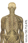 The human body with superimposed colored plates by Julien Bougle. Стоковое фото, фотограф National Library of Medicine/Stocktrek/Stocktrek Images / ТАСС / Фотобанк Лори