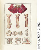 The science of human anatomy by Bartholomeo Eustachi. Стоковое фото, фотограф National Library of Medicine/Stocktrek/Stocktrek Images / ТАСС / Фотобанк Лори