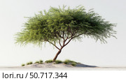 photo tamarisk tree. Стоковое фото, фотограф Vectorwin / Фотобанк Лори
