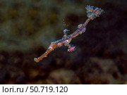 A juvenile ornate ghost pipefish (Solenostomus paradoxus) Стоковое фото, фотограф Bruce Shafer/Stocktrek Images / ТАСС / Фотобанк Лори