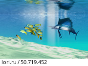A sailfish hunts prey on a sandy reef. Стоковое фото, фотограф Corey Ford/Stocktrek Images / ТАСС / Фотобанк Лори