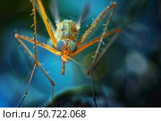 Large mosquito showing its long legs and proboscis. Стоковое AI-изображение, AI-художник Иван Рябоконь / Фотобанк Лори