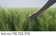 Female Hand in Wheat Field Slow Motion Touching Green Crops in Spring Landscape of Bulgaria. Стоковое видео, видеограф Mihail Mihaylov / Фотобанк Лори