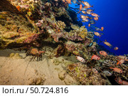 A banded spiny lobster, Panulirus marginatus, with schooling bigscale soldierfish, Myripristis berndti, Hawaii. Стоковое фото, фотограф David Fleetham/Stocktrek Images / ТАСС / Фотобанк Лори