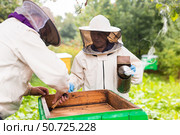 Beekeepers in protective hats and aprons working with honeycombs on apiary. Стоковое фото, фотограф Татьяна Яцевич / Фотобанк Лори