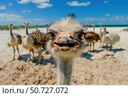 Curious ostrich posing on a sunny beach with other ostriches in background. Стоковое AI-изображение, AI-художник Иван Рябоконь / Фотобанк Лори