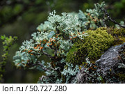Fruticose lichen growing on mossy rock in lush forest. Стоковое AI-изображение, AI-художник Иван Рябоконь / Фотобанк Лори