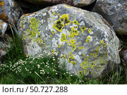 Yellow and grey lichens growing on rock in nature. Стоковое AI-изображение, AI-художник Иван Рябоконь / Фотобанк Лори