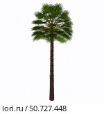 Chamaerops humilis isolated on white. Стоковое фото, фотограф Corey Ford/Stocktrek Images / ТАСС / Фотобанк Лори