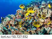 Schooling saddle wrasse, Thalassoma duperrey, and raccoon butterflyfish, Chaetodon lunula, Hawaii. Стоковое фото, фотограф David Fleetham/Stocktrek Images / ТАСС / Фотобанк Лори