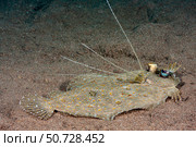 A male leopard flounder, Bothus pantherinus,showing its long pectoral fin rays, Indonesia. Стоковое фото, фотограф David Fleetham/Stocktrek Images / ТАСС / Фотобанк Лори