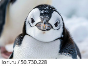 Chinstrap penguin chick standing on ice in antarctica. Стоковое AI-изображение, AI-художник Иван Рябоконь / Фотобанк Лори