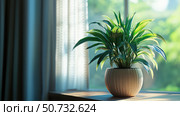 pothos bushy house plant. Стоковое фото, фотограф Vectorwin / Фотобанк Лори