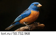 bird blue grosbeak. Стоковое фото, фотограф Vectorwin / Фотобанк Лори