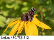 Butterfly Peacock Eye sits on a yellow rudbeckia flower. Стоковое фото, фотограф Ольга Сейфутдинова / Фотобанк Лори