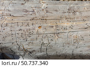 Structure of old dry wood, pine, with cracks and traces of bark beetle. Traces of bark beetle on wood appear as small, round holes, often with drill dust. Стоковое фото, фотограф Анищенко Геннадий / Фотобанк Лори