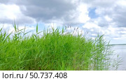 Тростник (лат. Phragmites australis) колышется на ветру на реке. Стоковое видео, видеограф Ирина Курносова / Фотобанк Лори
