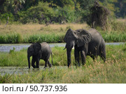 Elephants cooling off in african river on sunny day. Стоковое AI-изображение, AI-художник Иван Рябоконь / Фотобанк Лори